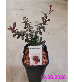 Berberis thunb. 'Bagatelle' C 1,4 L